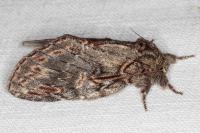 Peridea anceps