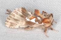 Spatalia argentina