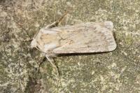 Agrotis ripae