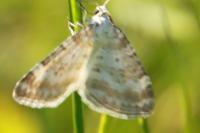 Perizoma albulata