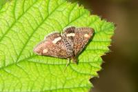 Pyrausta aurata