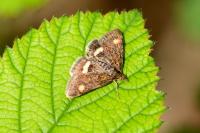 Pyrausta aurata
