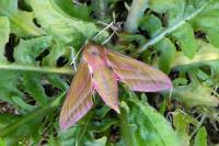 Deilephila elpenor