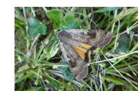 Noctua pronuba