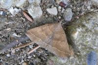 Polypogon plumigeralis