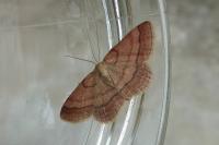 Scopula rubiginata