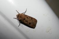 Agrotis exclamationis exclamationis