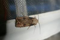 Agrotis puta