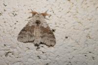 Calliteara pudibunda