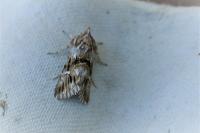 Calophasia lunula