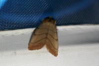 Charanyca trigrammica