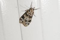 Eudonia delunella