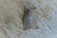 Hoplodrina ambigua