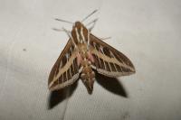 Hyles livornica
