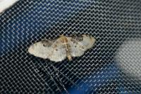 Idaea filicata