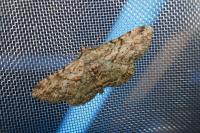 Peribatodes rhomboidaria rhomboidaria