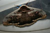 Saturnia pyri