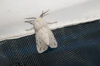 Spilosoma lubricipeda