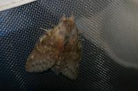 Stauropus fagi