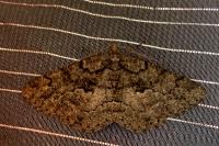 Peribatodes ilicaria ilicaria