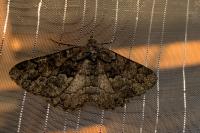 Peribatodes ilicaria ilicaria