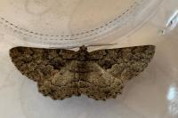 Peribatodes ilicaria ilicaria