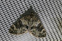 Thera britannica/variata