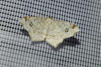 Macaria notata