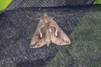 Macdunnoughia confusa