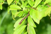Erannis defoliaria