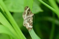 Epirrhoe alternata