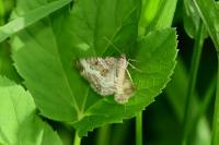 Epirrhoe alternata