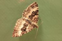 Epirrhoe alternata