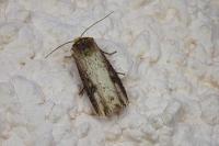 Axylia putris