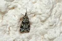 Eudonia delunella