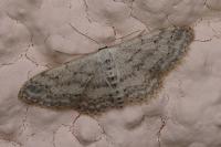 Idaea seriata