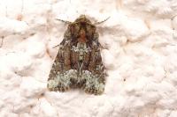 Oligia
