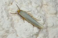 Eilema caniola