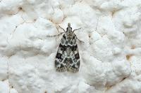 Eudonia delunella