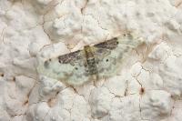 Idaea filicata