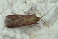 Delplanqueia dilutella/inscriptella