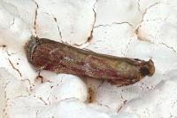 Delplanqueia dilutella/inscriptella