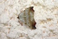 Laspeyria flexula