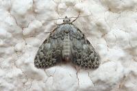 Meganola strigula
