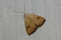 Rivula sericealis
