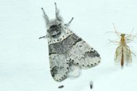 Furcula bifida