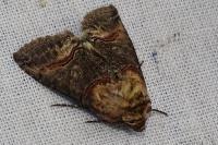 Abrostola triplasia