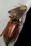 Abrostola triplasia