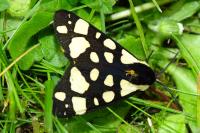 Arctia villica