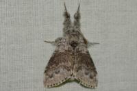 Calliteara pudibunda
